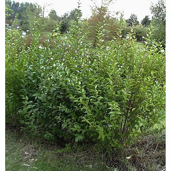 Ovalblättriger Liguster Mammoth 40-60cm - Ligustrum ovalifolium günstig online kaufen