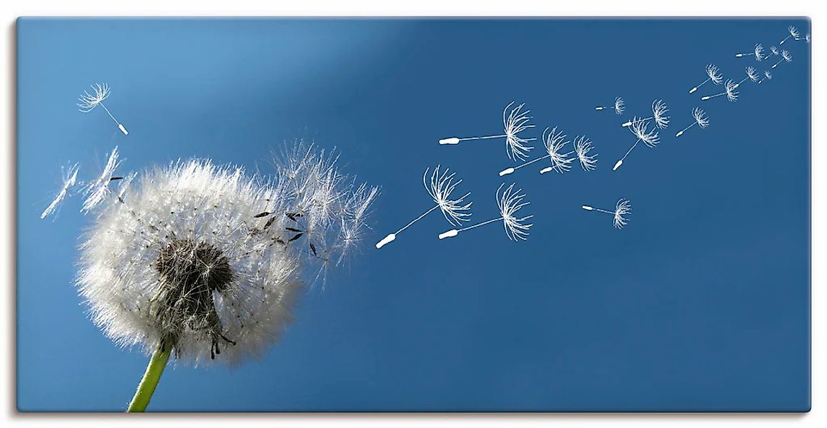 Artland "Pusteblume" Blumen 1 Stk. tlg. als Leinwandbild, Poster in verschi günstig online kaufen