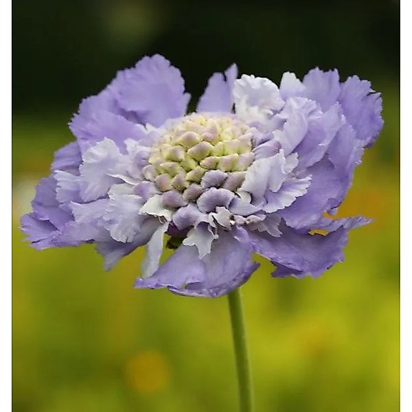 Kaukasus Skabiose Nachtfalter - Scabiosa caucasica günstig online kaufen