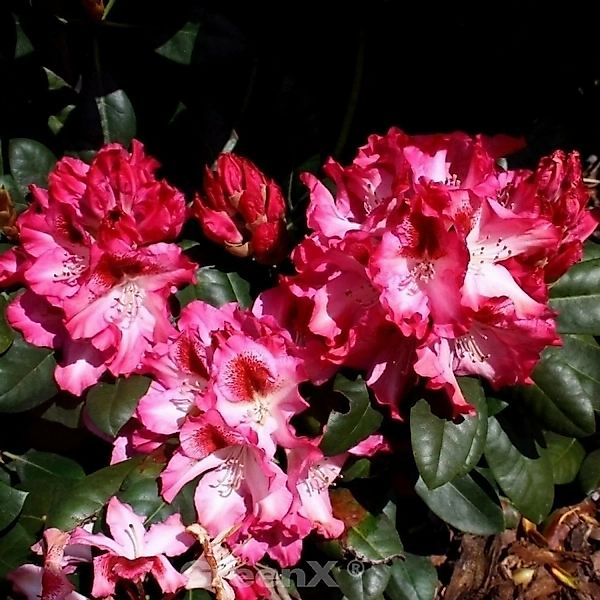 INKARHO - Großblumige Rhododendron Marianka 25-30cm - Alpenrose günstig online kaufen