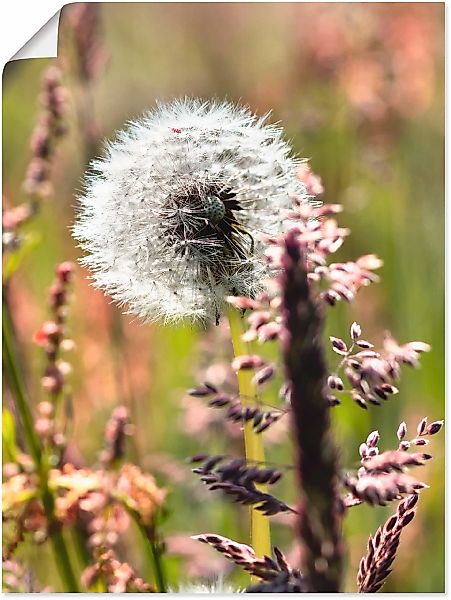 Artland Wandbild "Pusteblume III", Blumen, (1 St.), als Leinwandbild, Poste günstig online kaufen