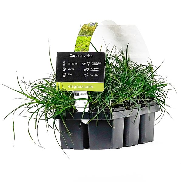 Westfälische Segge Höhe ca. 20 - 30 cm Topf-Ø ca. 9 cm Carex divulsa günstig online kaufen