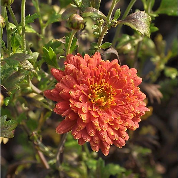 Winteraster Raubritter - Chrysanthemum hortorum günstig online kaufen