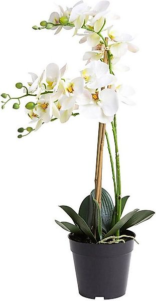 Kunstorchidee Orchidee Bora Orchidee, Botanic-Haus, Höhe 60 cm günstig online kaufen