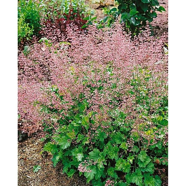 Heuchera Micrantha Strawberry Swirl Purpurglöckchen Ca. 11x11 cm Topf günstig online kaufen