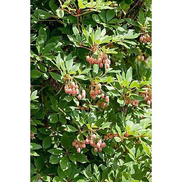 Enkianthus Campanulatus Wallaby Japanischer Fächerstrauch 40–60 cm günstig online kaufen