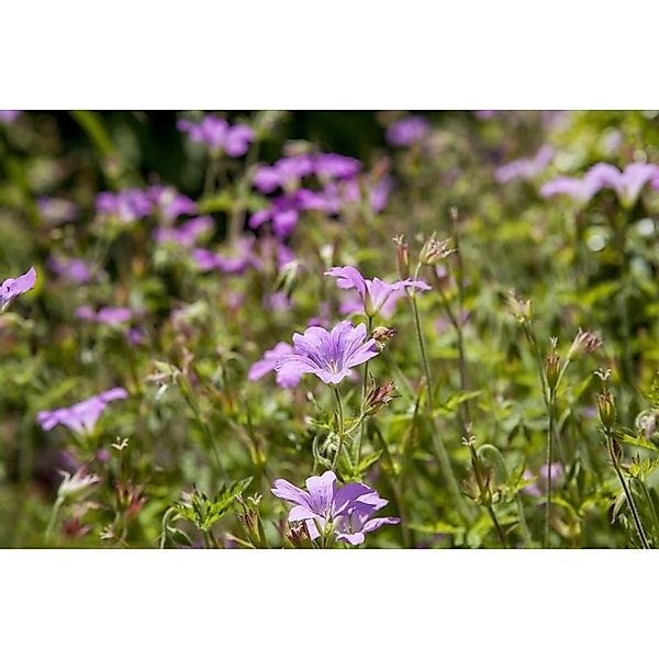 Geranium Macrorrhizum Olympos Felsen Storchschnabel Ca. 9x9 cm Topf günstig online kaufen