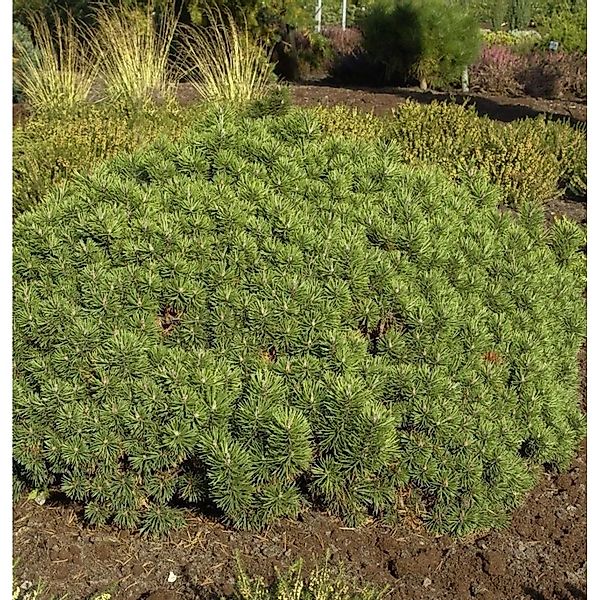 Zwerg Kiefer Mini Mops 10-15cm - Pinus mugo günstig online kaufen