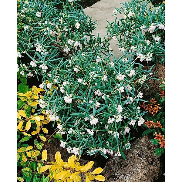 Andromeda Glaucophylla Latifolia Immergrün 20–25 cm günstig online kaufen