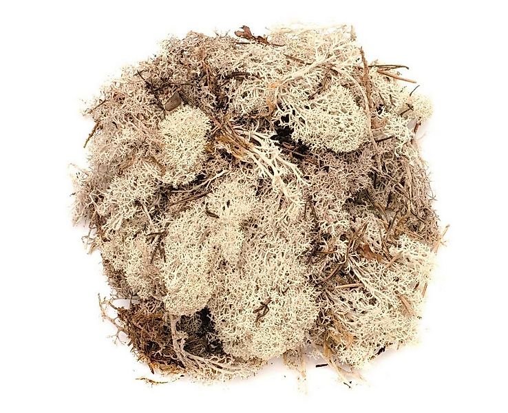 Glorex Dekofigur Glorex Islandmoos natur 50 Gramm günstig online kaufen