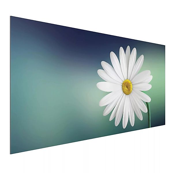 Alu-Dibond Bild Blumen - Querformat Gänseblümchen Close Up günstig online kaufen
