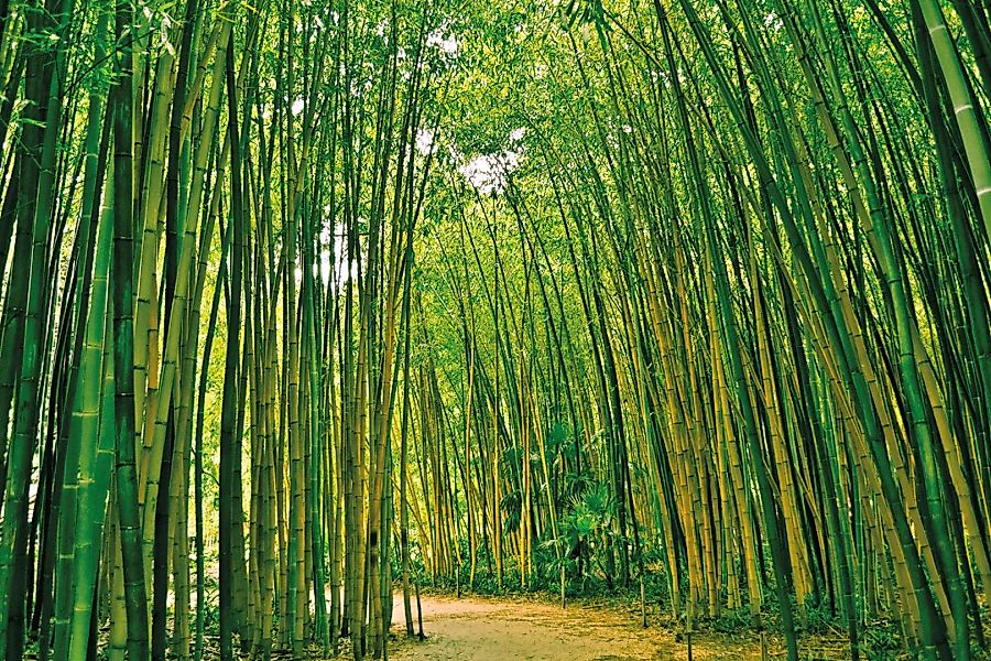 Papermoon Fototapete »Bamboo Forest« günstig online kaufen