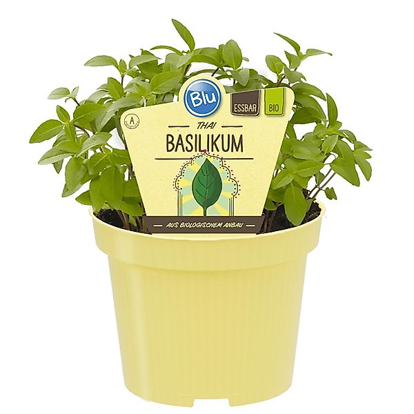 Blu Thai-Basilikum Topf-Ø ca. 12 cm günstig online kaufen