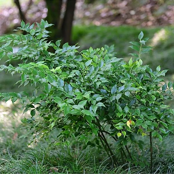 Mäusedornblättrige Fleischbeere 30-40cm - Sarcococca ruscifolia günstig online kaufen