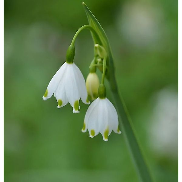 Sommer Knotenblume Gravetye Giant - Leucojum aestivum günstig online kaufen