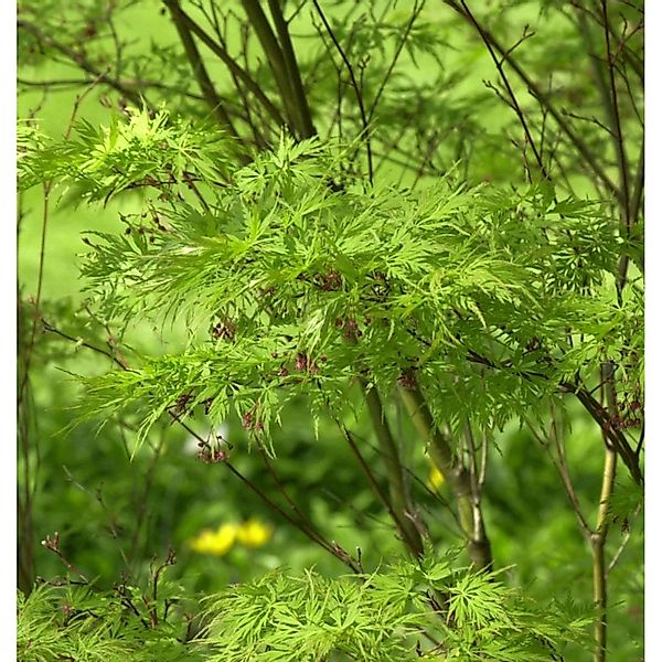 Geschlitztblättriger Fächer Ahorn Seiryu 40-60cm - Acer palmatum günstig online kaufen