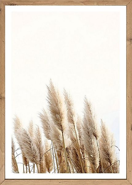 Bönninghoff Bild mit Rahmen, Gräser, Natur, Pflanzen, Pflanzenbilder (1 St) günstig online kaufen