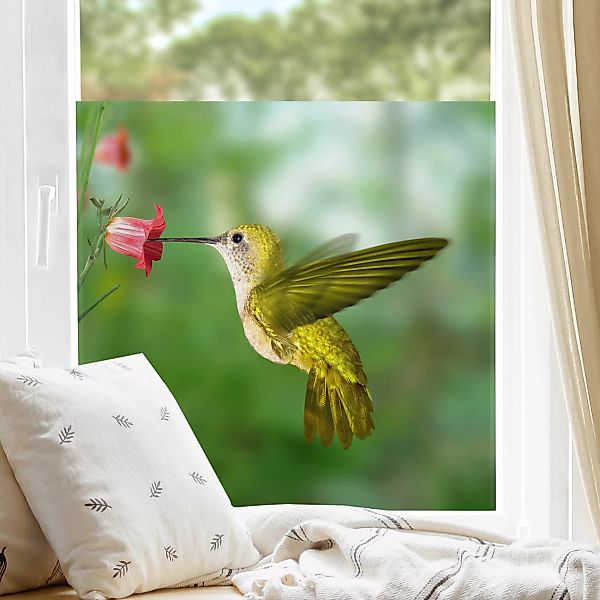 Fensterfolie Kolibri und Blüte günstig online kaufen