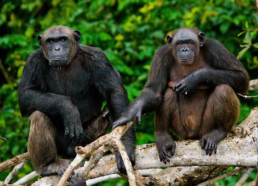 Papermoon Fototapete »Schimpansen aus dem Kongo« günstig online kaufen