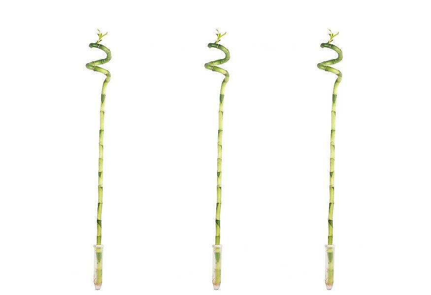 Flowerbox Zimmerpflanze 3er-Set Glücksbambus spiralförmig - Dracaena Sander günstig online kaufen