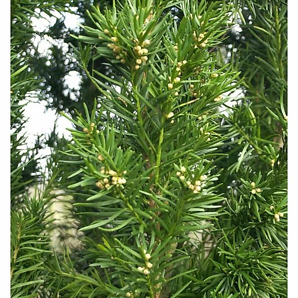 Eibe Kazio 80-100cm - Taxus media günstig online kaufen