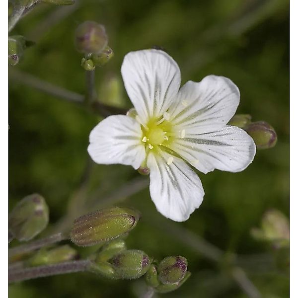 Felsen Miere - Minuartia,aricifolia günstig online kaufen