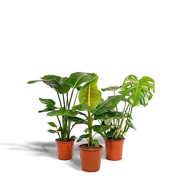 Hello Plants | Set mit 3 Zimmerpflanzen Monstera, Bananenpflanze und Streli günstig online kaufen