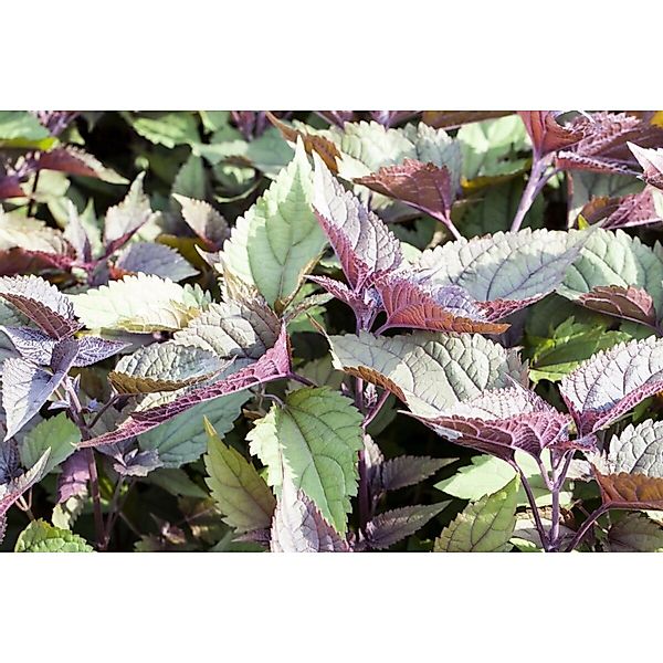 Eupatorium Rugosum Chocolate Schokoladenblume Ca. 11x11 cm Topf günstig online kaufen