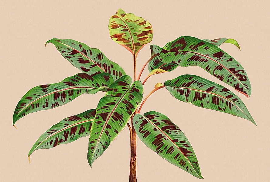 living walls Fototapete "Walls by Patel Leaf Garden" glatt Vlies, Wand günstig online kaufen