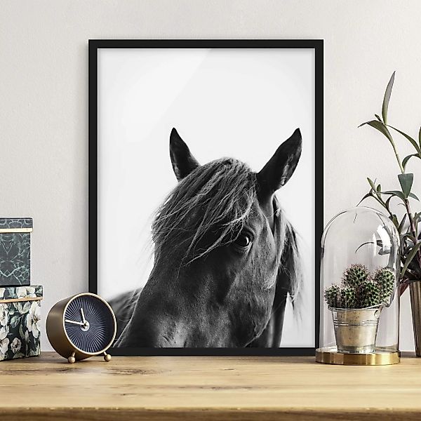 Bild mit Rahmen Neugieriges Pferd günstig online kaufen