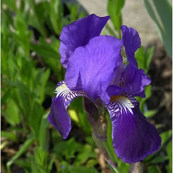 Schwertlilie After Dark - Iris barbata günstig online kaufen