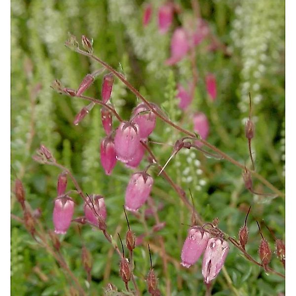 10x Irische Heide Pink Tina - Daboecia cantabrica günstig online kaufen