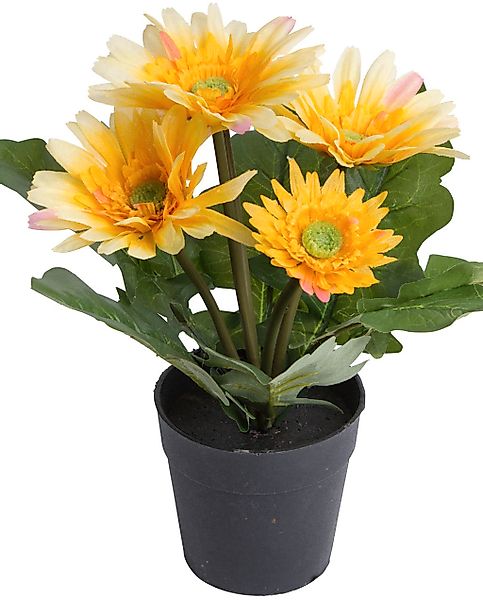 Botanic-Haus Kunstblume "Gerbera mit 5 Blüten" günstig online kaufen