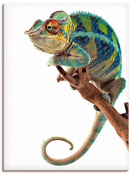 Artland Wandbild "Ambanja Panther Chamäleon", Reptilien, (1 St.), als Leinw günstig online kaufen