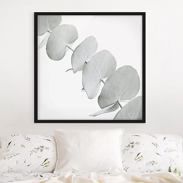 Bild mit Rahmen Eukalyptuszweig im Weißen Licht günstig online kaufen
