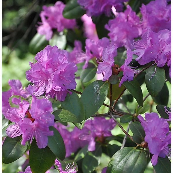 Klein-blütige Rhododendron 40-50cm - Rhododendron minus günstig online kaufen