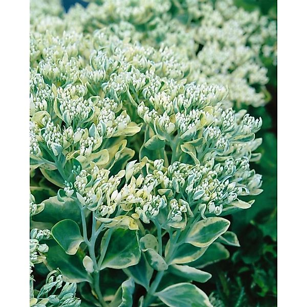 Sedum Telephium Frosty Morn Fetthenne Ca. 9x9 cm Topf günstig online kaufen