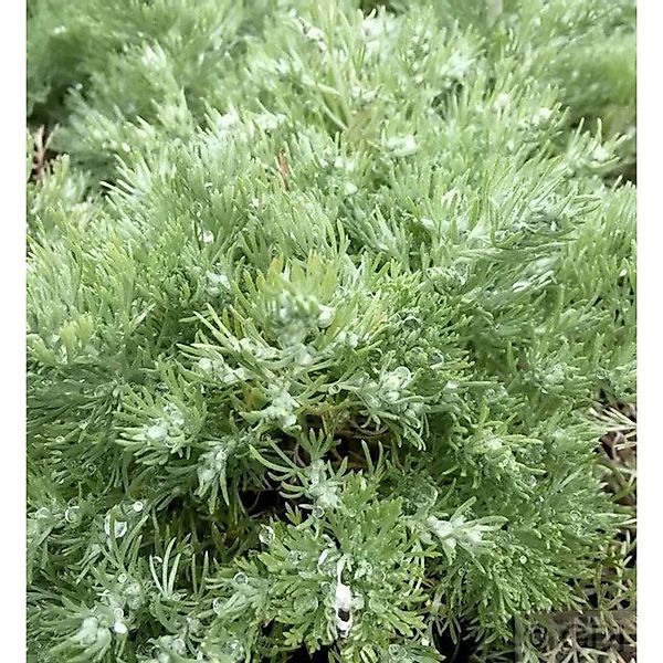 Edelraute Schmidt - Artemisia schmidtian günstig online kaufen