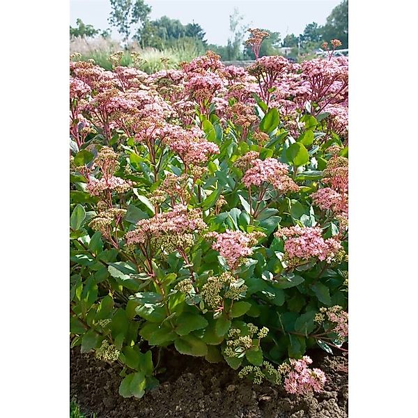 Sedum Telephium Joyce Henderson Fetthenne Ca. 11x11 cm Topf günstig online kaufen