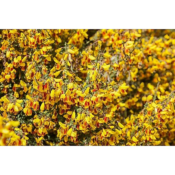 Cytisus Scoparius Besenginster Firefly 40-60 cm günstig online kaufen