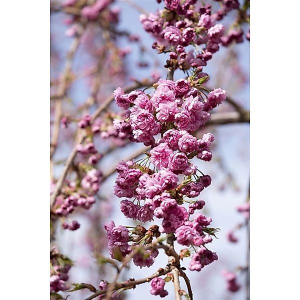 Prunus Serrulata Kiku-Shidare-Zakura Hängende Kirsche Rosa 60–100 cm günstig online kaufen