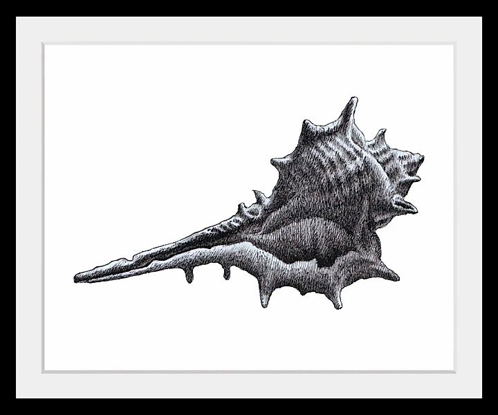 queence Bild »Lasse«, Schwarz-Weiß-Wassertiere-Kunst, (1 St.), HD Premium P günstig online kaufen