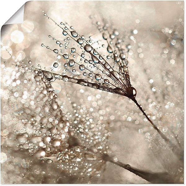 Artland Wandbild Pusteblume Tautropfen, Blumen (1 günstig online kaufen