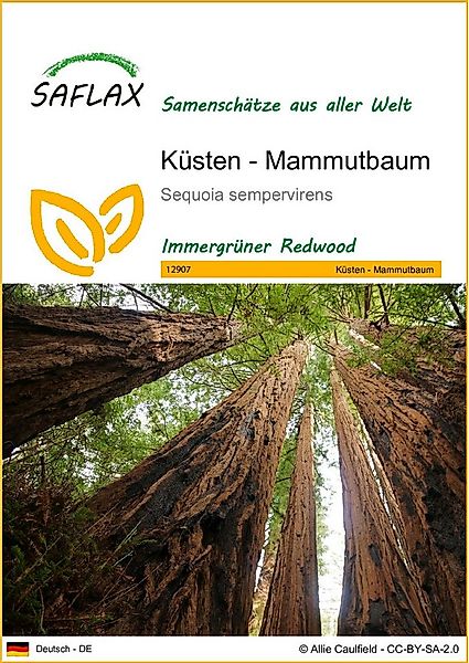 SAFLAX Blumensamen SAFLAX - Samen - Küsten - Mammutbaum günstig online kaufen