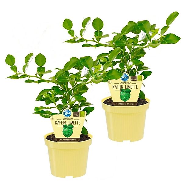 Exotenherz Kaffirlimette Citrus Hystrix 2 Pflanze Kaffernlimette Gewürzpfla günstig online kaufen