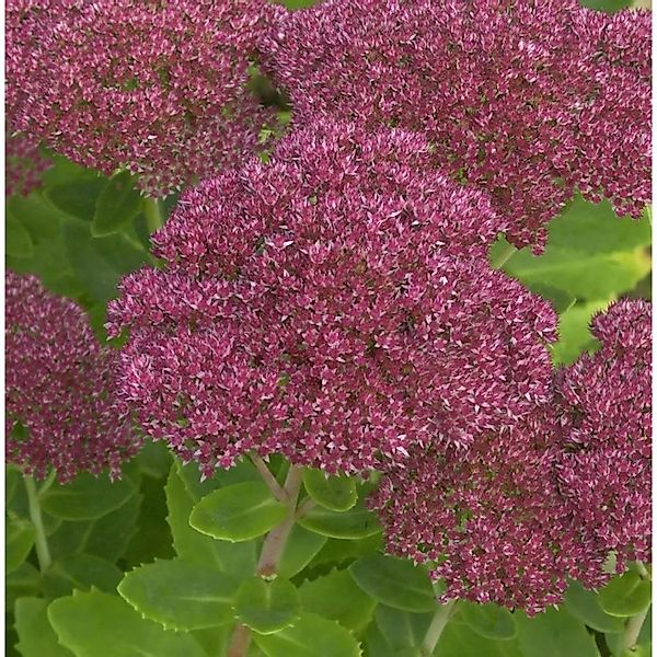 Prächtige Fetthenne Septemberglut - Sedum spectabile günstig online kaufen