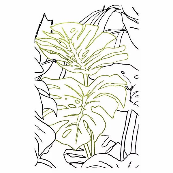 Komar Bild "Monstera Borsigiana", Natur, (1 St.), Wandbild zur Dekoration - günstig online kaufen