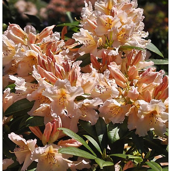 Großblumige Rhododendron Sun Glory 30-40cm - Alpenrose günstig online kaufen