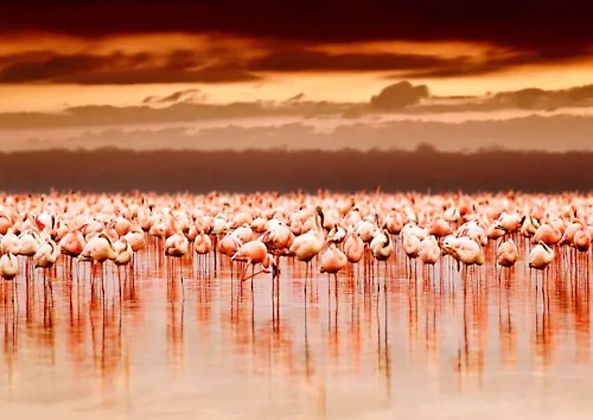 Papermoon Fototapete »African Flamingos« günstig online kaufen