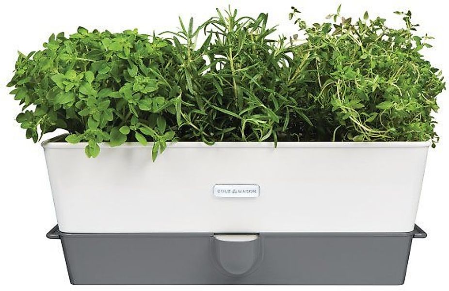 Cole & Mason Kräutertopf (Set, 3 St), Trio-Kräutertopf günstig online kaufen